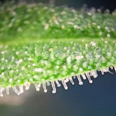 Milky Way F1 (gift ✌️) growlog timeline photo