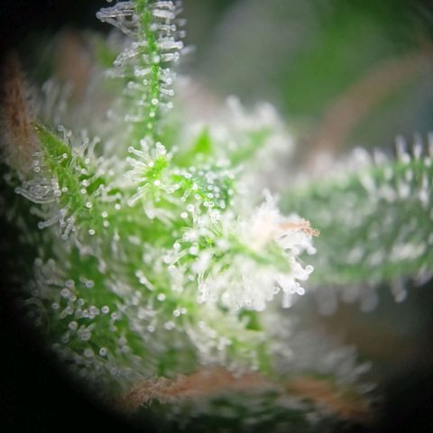 Punchie growlog timeline photo