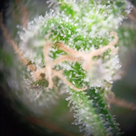 Punchie growlog timeline photo