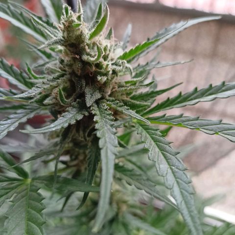 Punchie growlog timeline photo