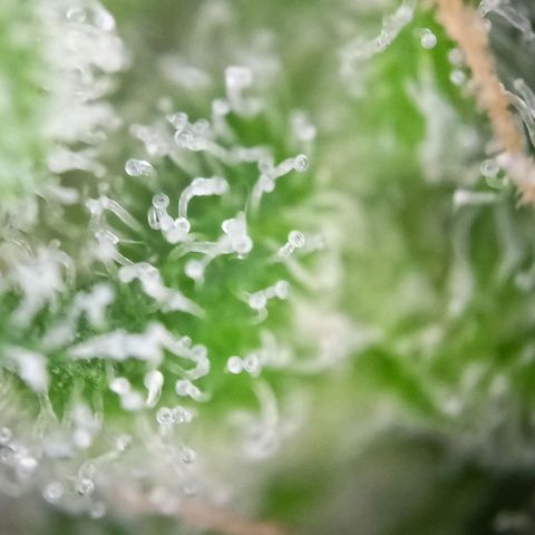 Punchie growlog timeline photo