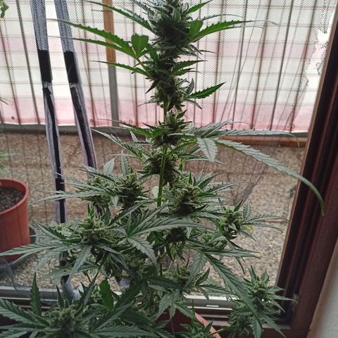 Punchie growlog timeline photo