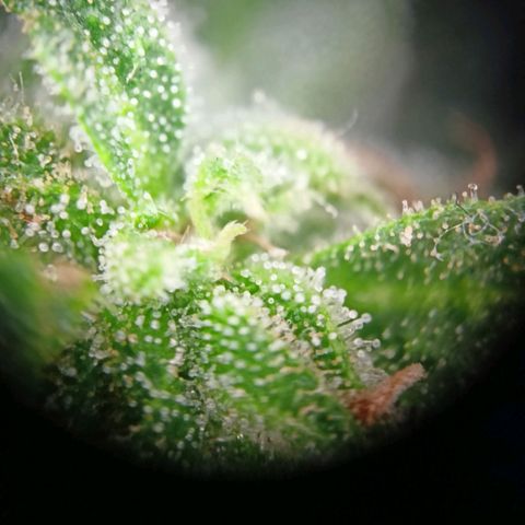 Milky Way F1 (gift ✌️) growlog timeline photo