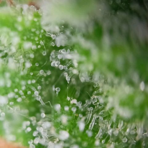 Milky Way F1 (gift ✌️) growlog timeline photo