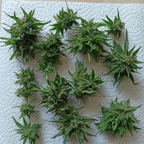 Milky Way F1 (gift ✌️) growlog photo: 37,45g nass.
