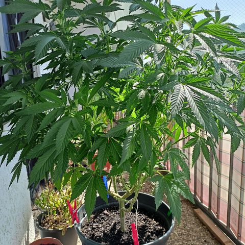 Blue Cheese growlog timeline photo