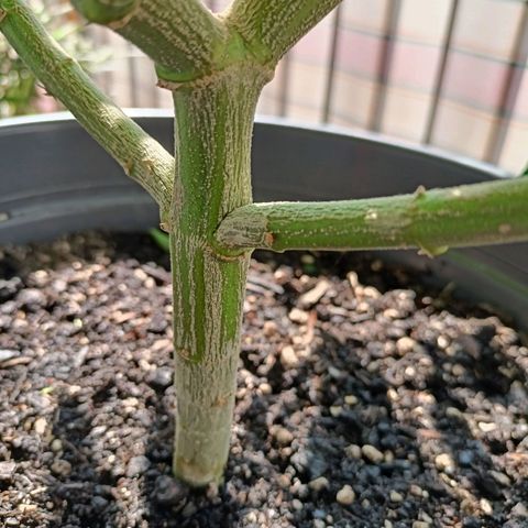 Blue Cheese growlog timeline photo