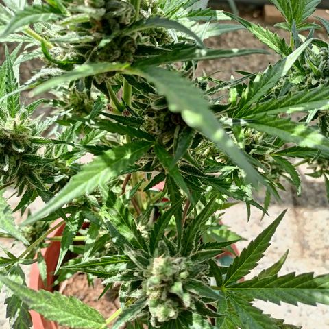 Punchie growlog timeline photo
