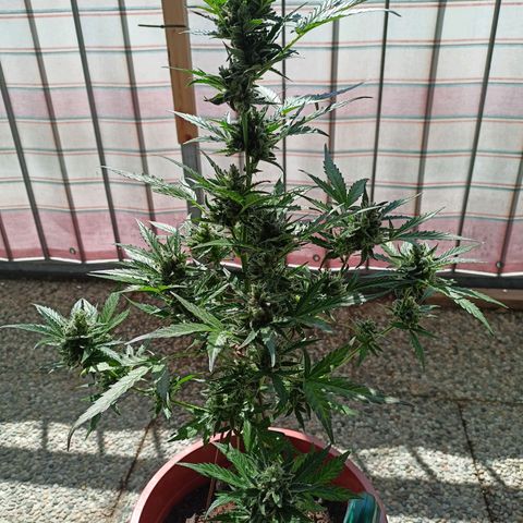 Punchie growlog timeline photo