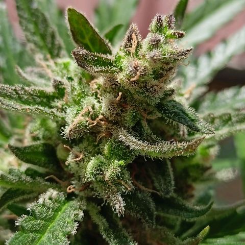 Punchie growlog timeline photo