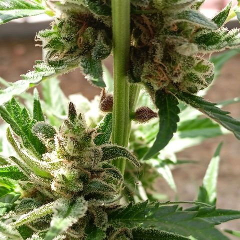 Punchie growlog timeline photo
