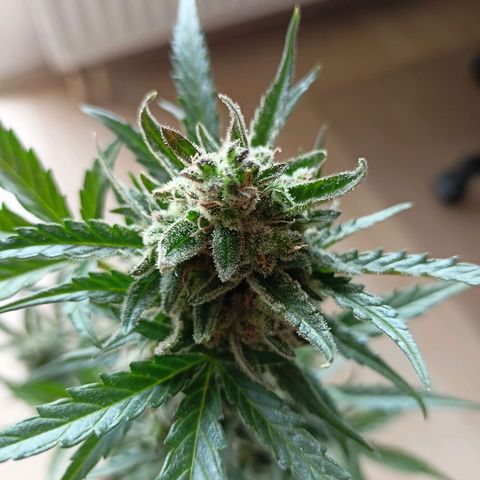 Punchie growlog timeline photo