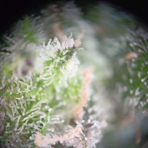 Punchie growlog timeline photo