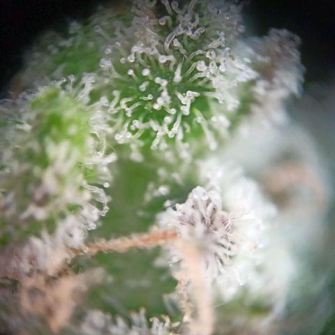 Punchie growlog timeline photo