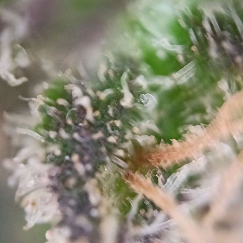 Punchie growlog timeline photo