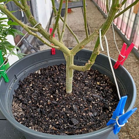 Blue Cheese growlog timeline photo