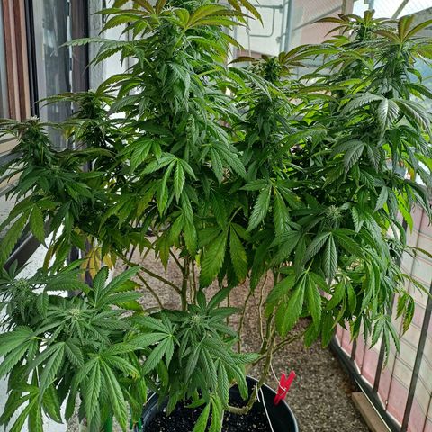 Blue Cheese growlog timeline photo