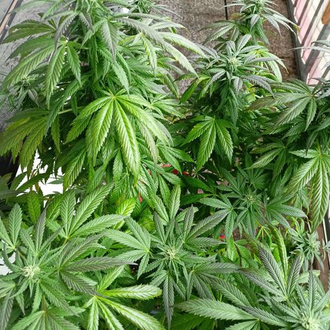 Blue Cheese growlog timeline photo