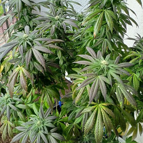 Blue Cheese growlog timeline photo