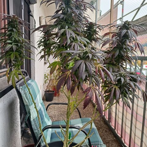 Blue Cheese growlog timeline photo