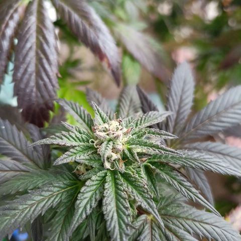 Blue Cheese growlog timeline photo