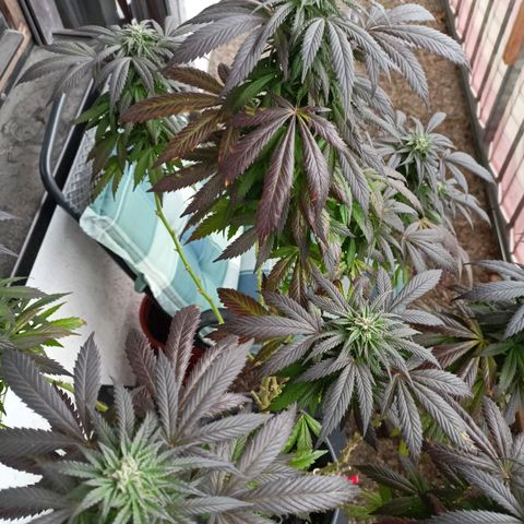 Blue Cheese growlog timeline photo