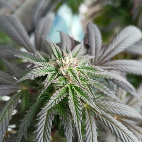 Blue Cheese growlog timeline photo
