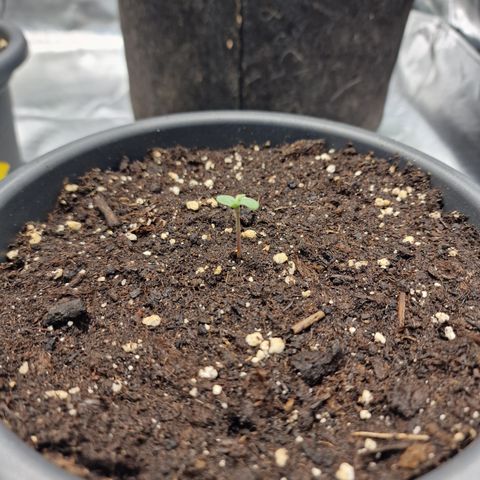 Orange Bud growlog timeline photo