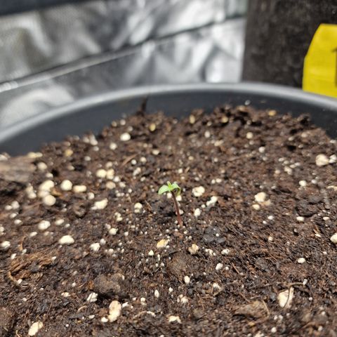 Super Lemone Haze  growlog timeline photo