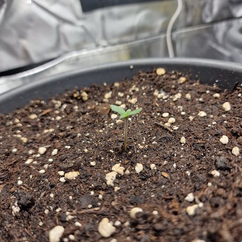 Northern Lights  growlog timeline photo
