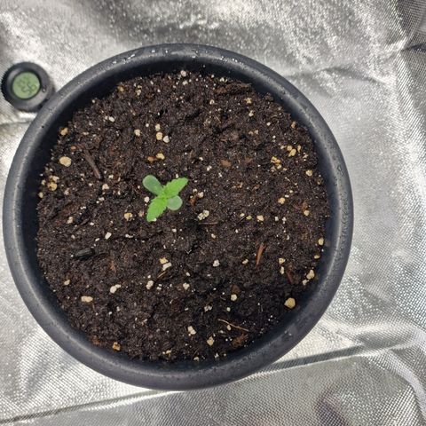 Orange Bud growlog timeline photo
