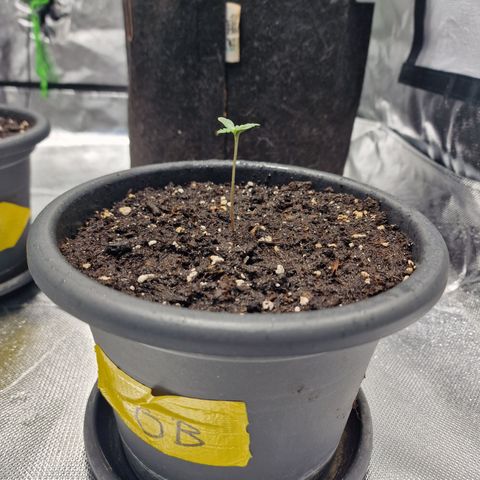 Orange Bud growlog timeline photo