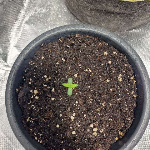 Super Lemone Haze  growlog timeline photo