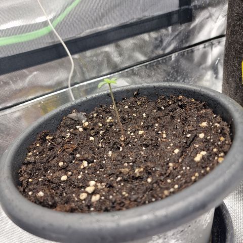 Super Lemone Haze  growlog timeline photo