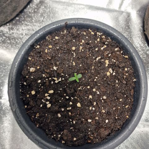 Skunk growlog timeline photo