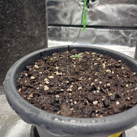 Skunk growlog timeline photo
