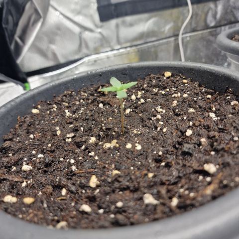 Northern Lights  growlog timeline photo