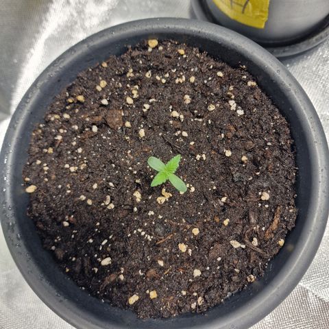 Northern Lights  growlog timeline photo