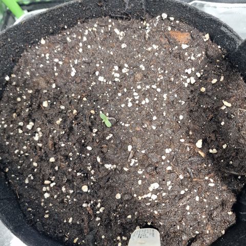 Passion Fruit  growlog timeline photo