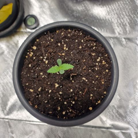 Orange Bud growlog timeline photo