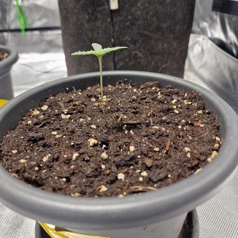 Orange Bud growlog timeline photo