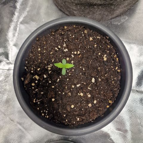 Super Lemone Haze  growlog timeline photo