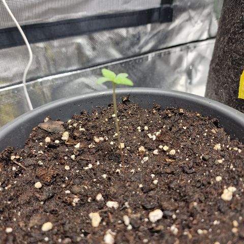 Super Lemone Haze  growlog timeline photo