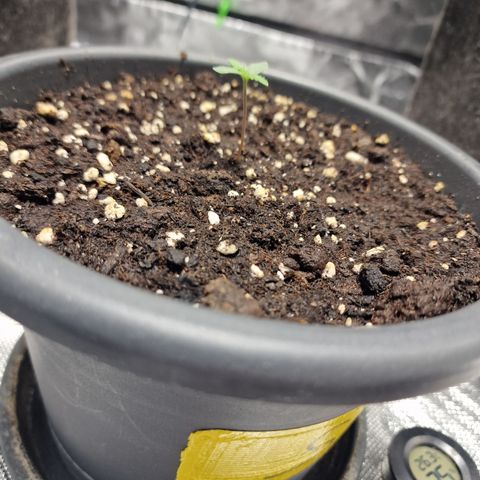 Skunk growlog timeline photo