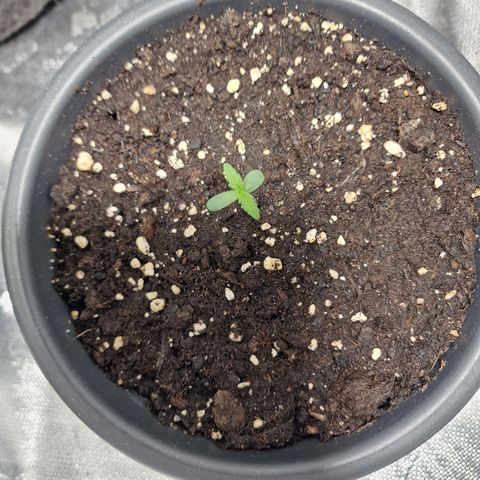 Skunk growlog timeline photo