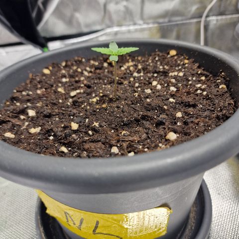Northern Lights  growlog timeline photo