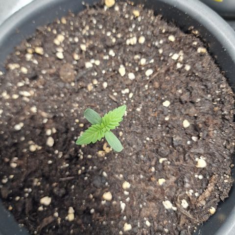 Northern Lights  growlog timeline photo