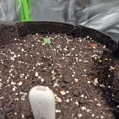 Passion Fruit  growlog timeline photo