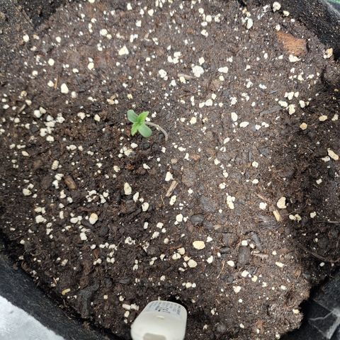 Passion Fruit  growlog timeline photo