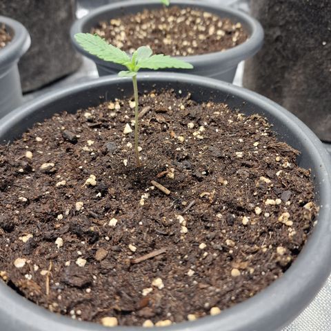 Orange Bud growlog timeline photo